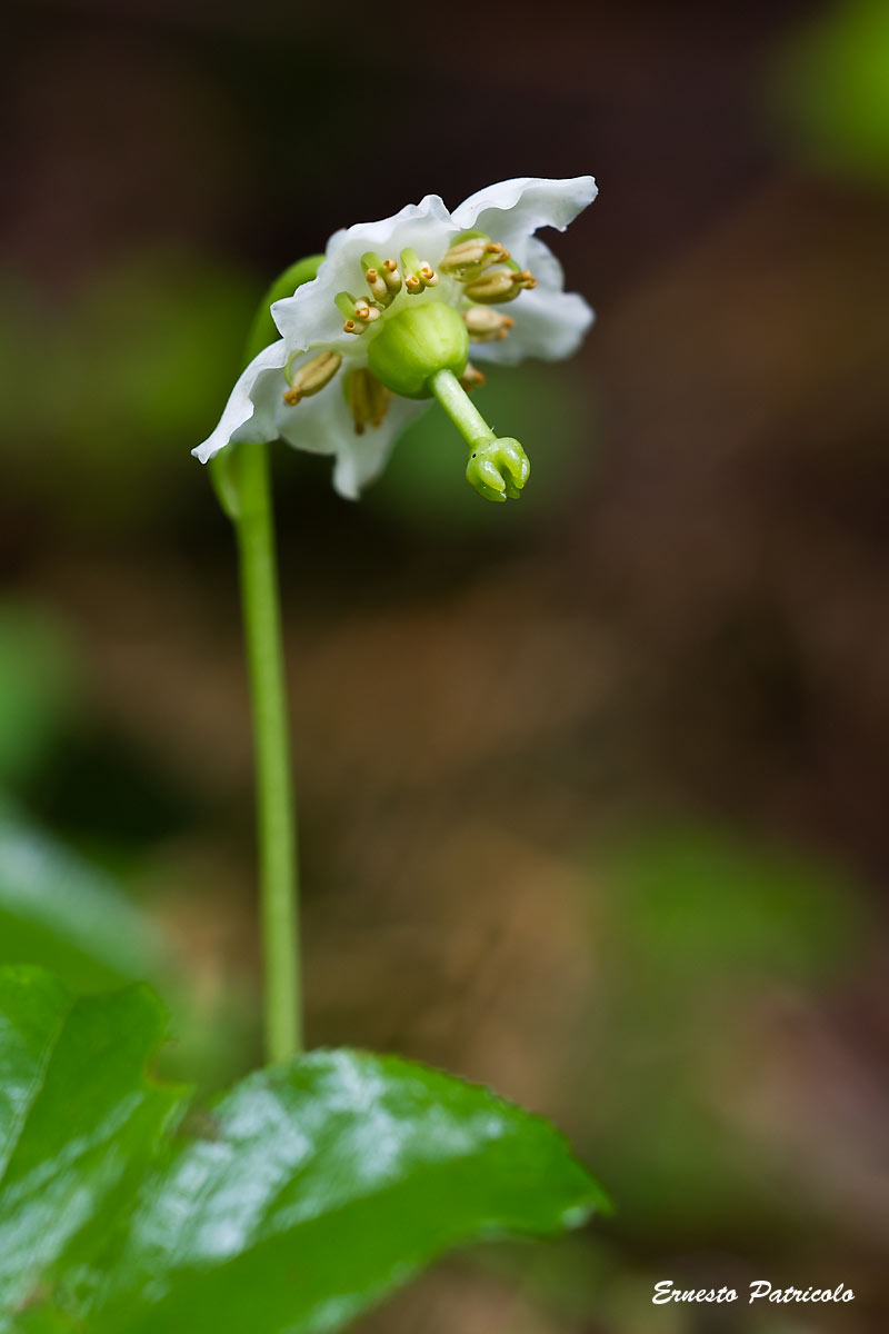 Moneses uniflora / Piroletta soldanina